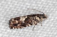 Pammene argyrana