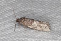 Phaneta pauperana