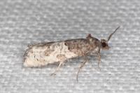 Phaneta pauperana