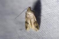 Borkhausenia nefrax