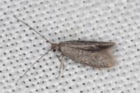 Urodeta hibernella