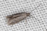 Urodeta hibernella