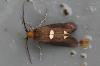 Incurvaria masculella