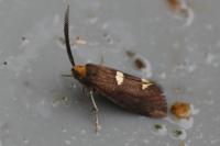 Incurvaria masculella