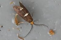 Incurvaria masculella