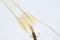 Coleophora flaviella
