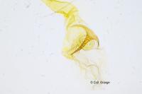 Coleophora flaviella