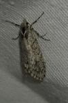 Diurnea fagella