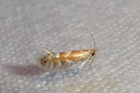 Phyllonorycter