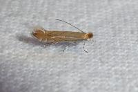 Phyllonorycter messaniella