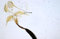 Coleophora pulchripennella