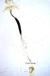 Coleophora pulchripennella