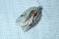 Acleris literana