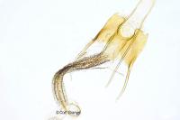 Coleophora luteolella