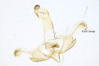 Coleophora cyrniella
