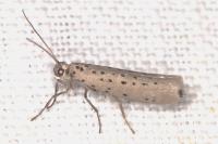 Yponomeuta sedella