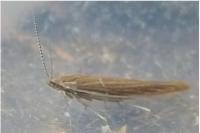 Coleophora