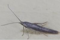 Coleophora