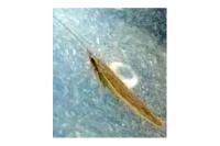 Coleophora