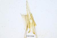 Coleophora taeniipennella