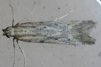 Metzneria