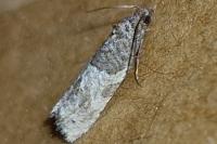 Phaneta pauperana