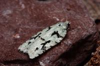 Acleris literana
