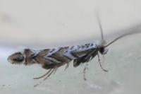Triberta helianthemella