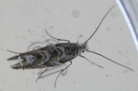 Triberta helianthemella