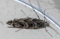Triberta helianthemella