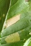 Coleophora