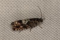 Pammene argyrana