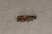 Pammene argyrana