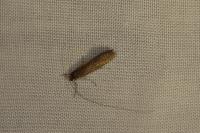 Nematopogon