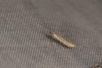 Aspilapteryx tringipennella
