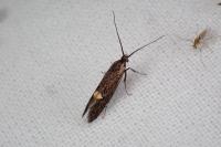 Esperia sulphurella