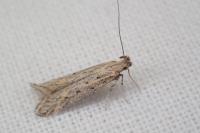 Metzneria hilarella