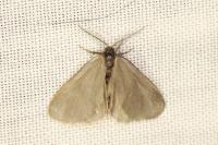 Rebelia plumella surientella