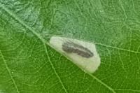 Coleophora serratella