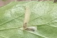 Coleophora serratella