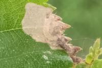 Eriocrania semipurpurella