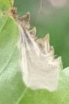 Eriocrania semipurpurella
