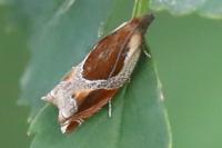 Ancylis unculana