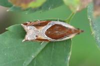 Ancylis unculana
