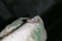 Incurvaria masculella