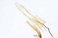 Coleophora colutella