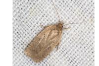 Agonopterix