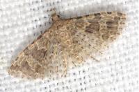 Alucita hexadactyla/bidentata