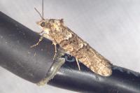 Cnephasia