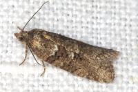 Cnephasia
